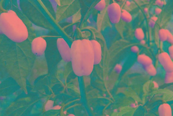 世界最辣的辣椒排名第一