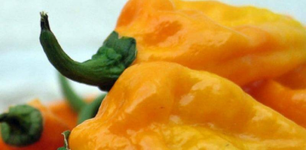 世界最辣的辣椒排名第一