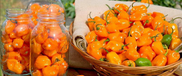 世界最辣的辣椒排名第一