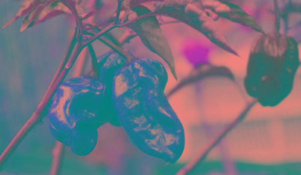 世界最辣的辣椒排名第一