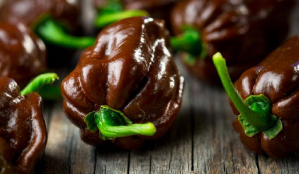 世界最辣的辣椒排名第一