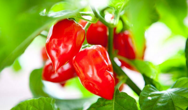 世界最辣的辣椒排名第一