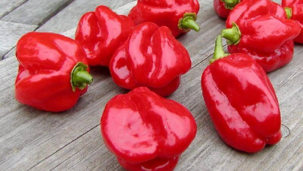 世界最辣的辣椒排名第一