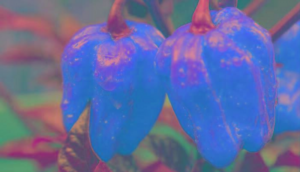 世界最辣的辣椒排名第一