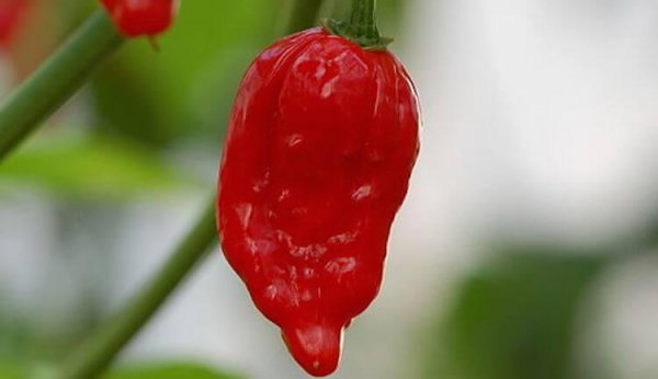世界最辣的辣椒排名第一