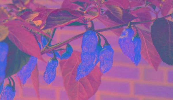 世界最辣的辣椒排名第一