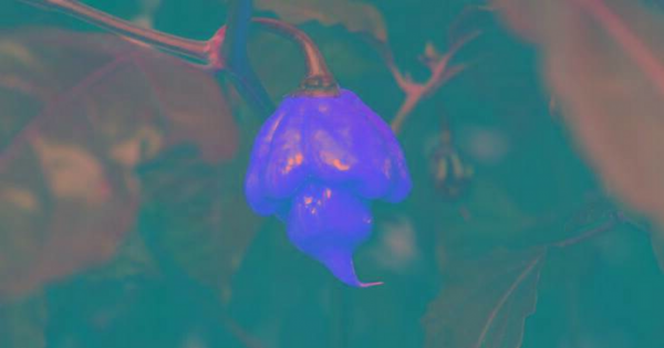 世界最辣的辣椒排名第一