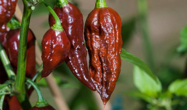 世界最辣的辣椒排名第一
