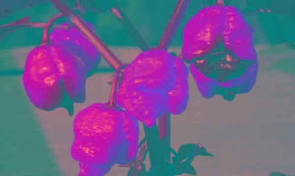 世界最辣的辣椒排名第一