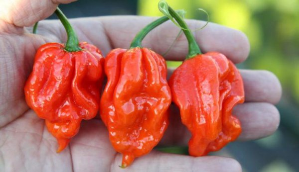 世界最辣的辣椒排名第一