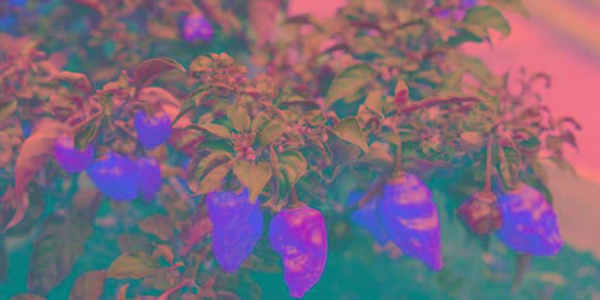 世界最辣的辣椒排名第一