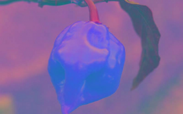 世界最辣的辣椒排名第一