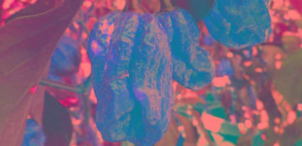 世界最辣的辣椒排名第一