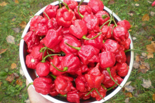 世界最辣的辣椒排名第一