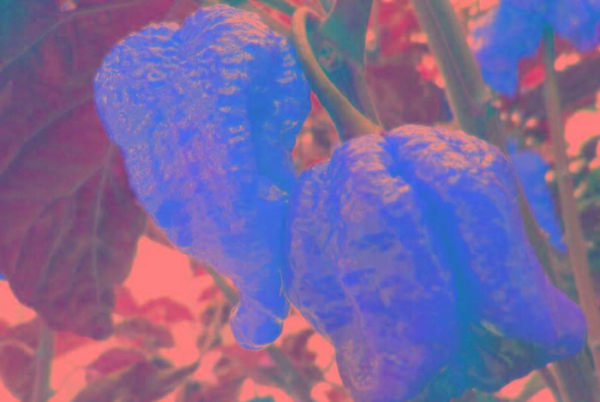 世界最辣的辣椒排名第一