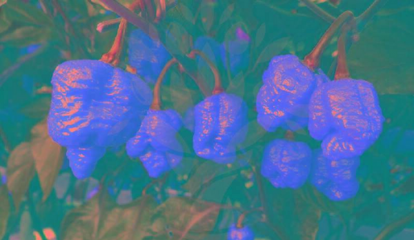 世界最辣的辣椒排名第一