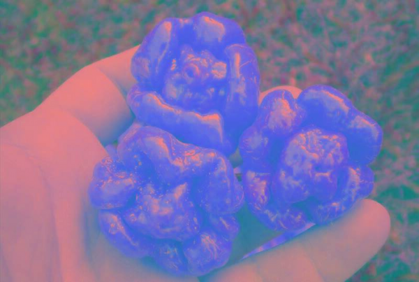 世界最辣的辣椒排名第一