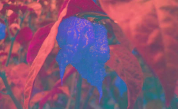 世界最辣的辣椒排名第一