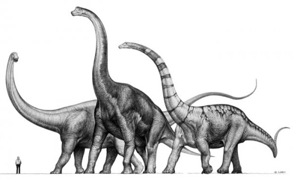 体型最大的恐龙是什么龙