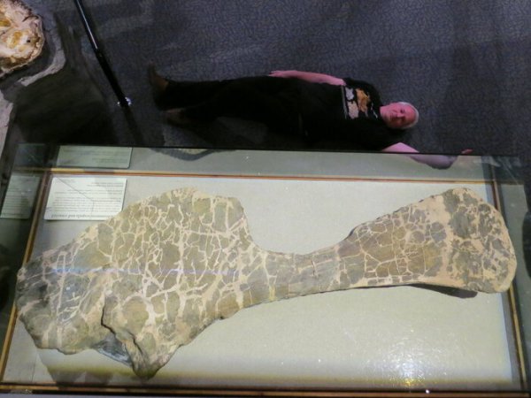 体型最大的恐龙是什么龙