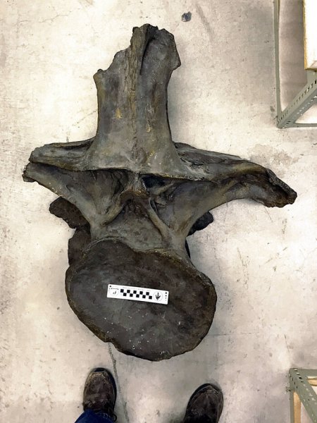 体型最大的恐龙是什么龙