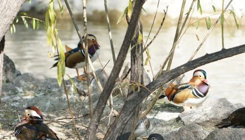 古代骂人说匹夫是什么意思