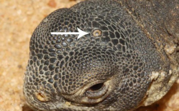 松果体是人类特有的吗