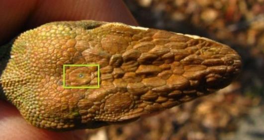 松果体是人类特有的吗