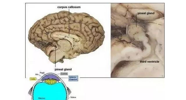 松果体是人类特有的吗