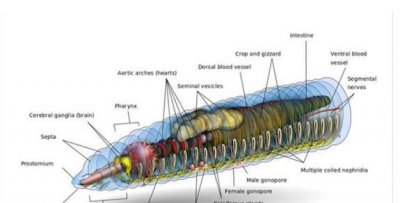 一个蚯蚓被切成三段长大后什么关系 蚯蚓截成三段还能活吗