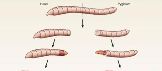 一个蚯蚓被切成三段长大后什么关系