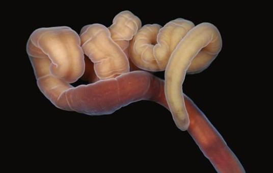 一个蚯蚓被切成三段长大后什么关系