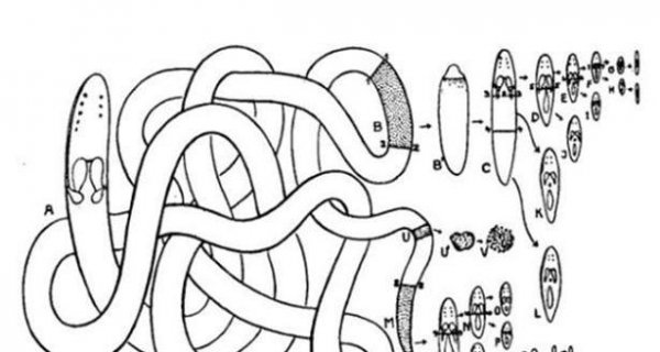 一个蚯蚓被切成三段长大后什么关系