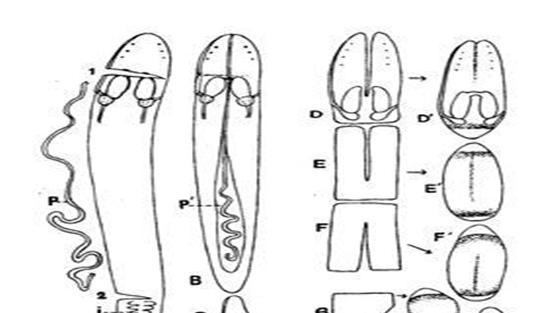 一个蚯蚓被切成三段长大后什么关系