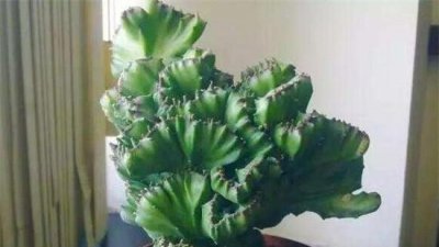 扦插玉麒麟的具体方法 玉麒麟如何扦插详细图