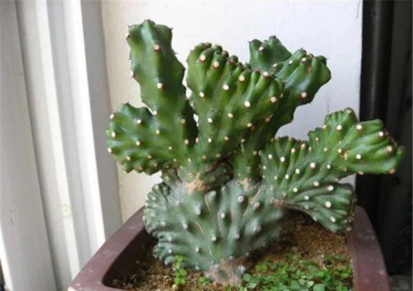 扦插玉麒麟的具体方法