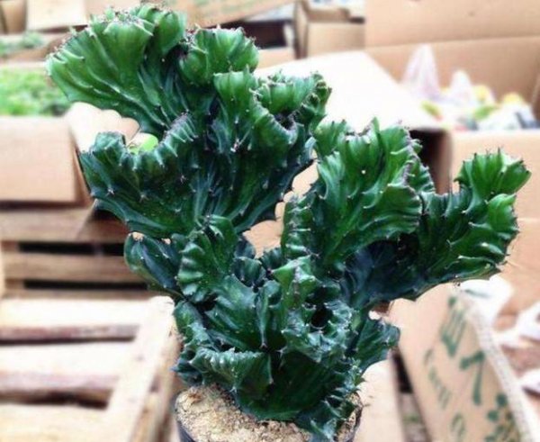 扦插玉麒麟的具体方法