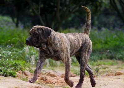 世界上最凶的狗是什么狗 打架最凶猛的狗狗排名及图片