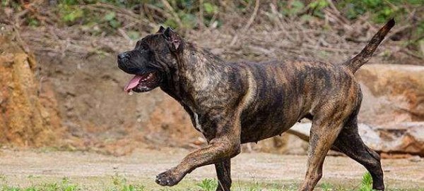 世界上最凶的狗是什么狗