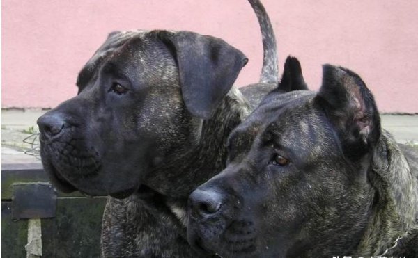 世界上最凶的狗是什么狗