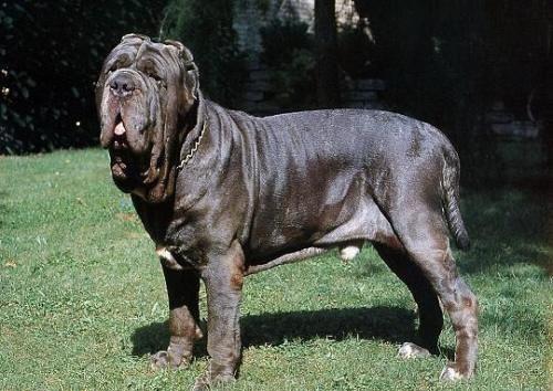 世界上最凶的狗是什么狗