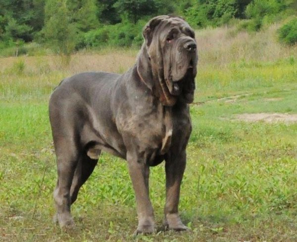 世界上最凶的狗是什么狗