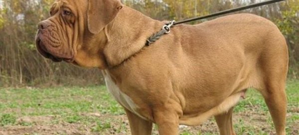 世界上最凶的狗是什么狗