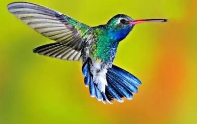 世界上最小的鸟叫什么名字 一只最小的蜂鸟多少克