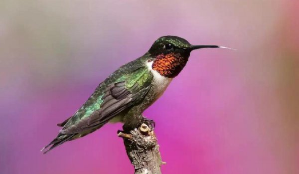 世界上最小的鸟叫什么名字