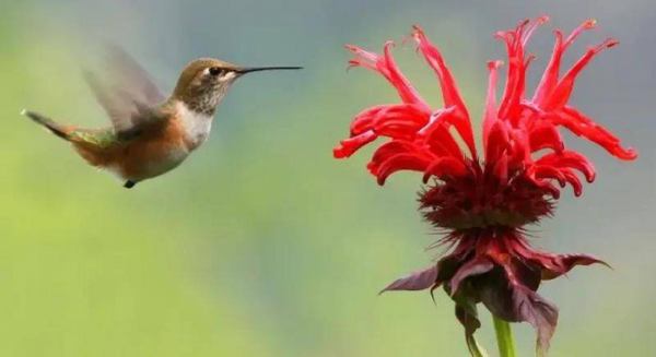 世界上最小的鸟叫什么名字