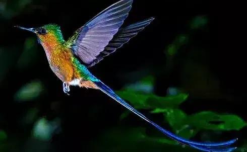 世界上最小的鸟叫什么名字