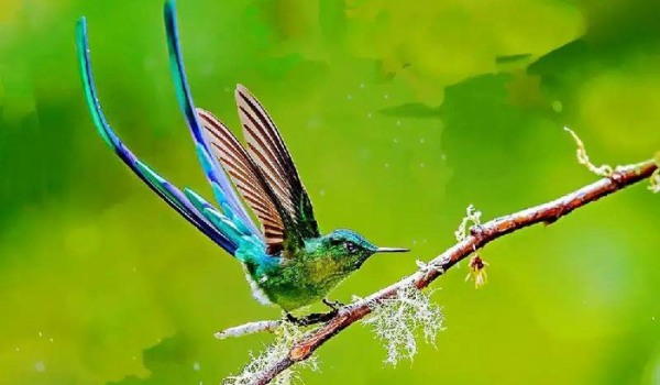 世界上最小的鸟叫什么名字