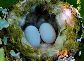 世界上最小的鸟叫什么名字