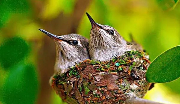 世界上最小的鸟叫什么名字